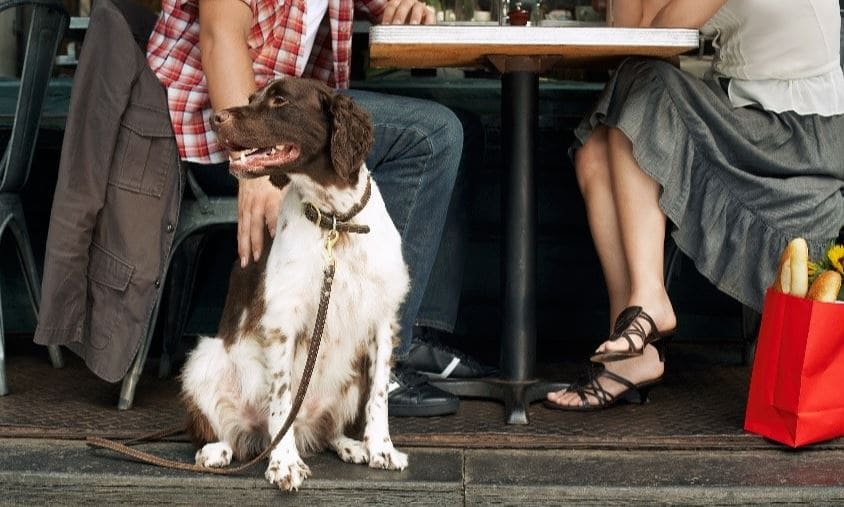 Dog restaurant Dog sitting under the table at restaurant