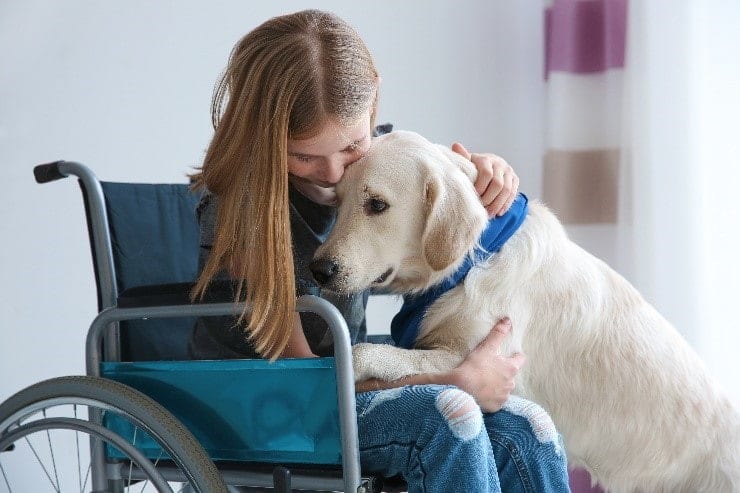 Dog wheel chair Dog and girl in a wheel chair hugging