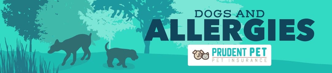 Dogs and allergies Dogs and allergies post from Prudent Pet