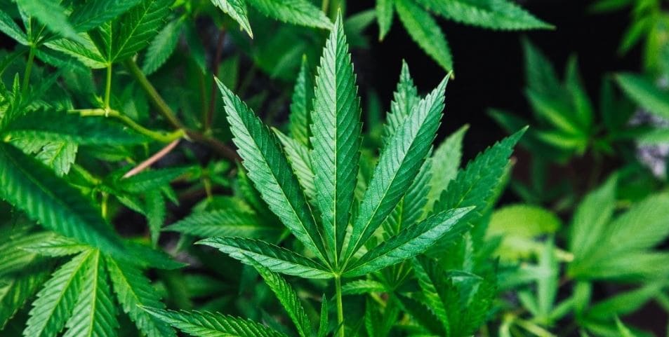 Green hemp Green weed in field