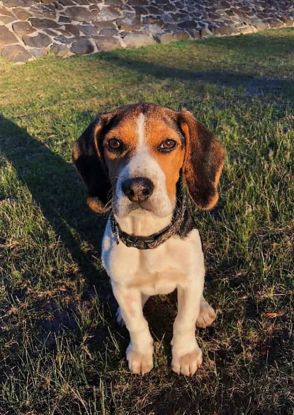 Beagle looks at camera