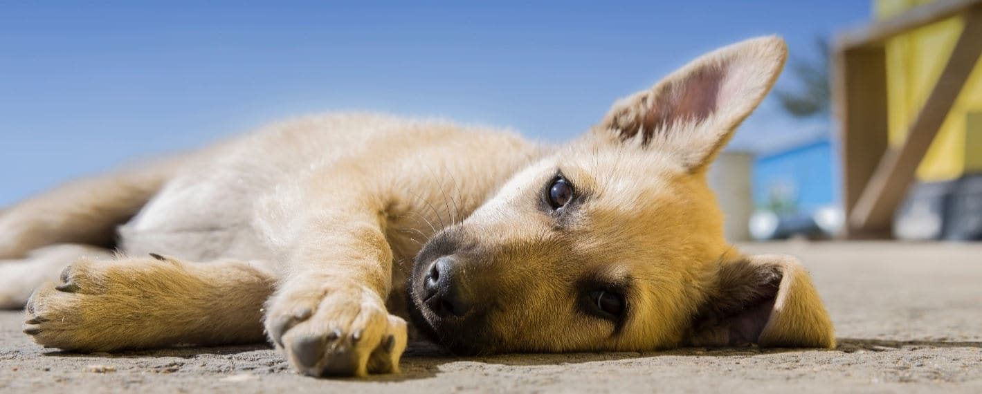 Puppy lying Puppy lying on floor