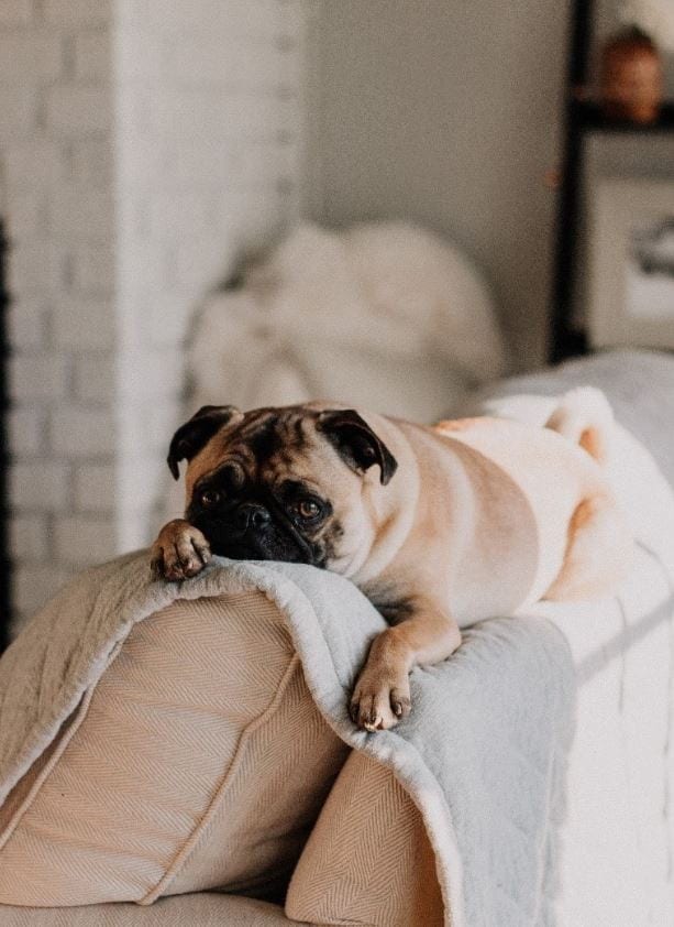 Pug sitting on couch