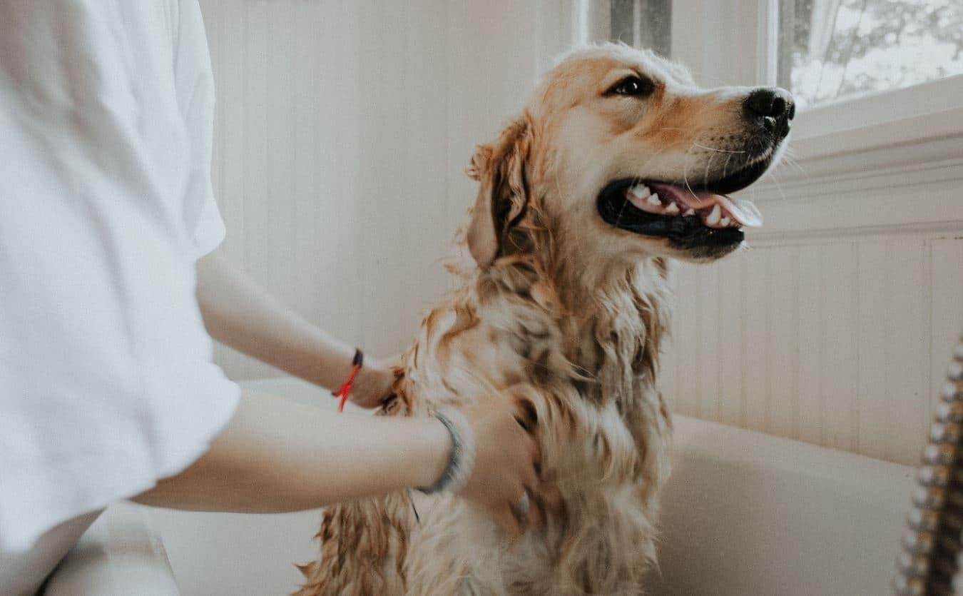 Shampooing dog Dog having shampoo