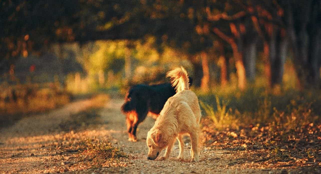 Two dogs Two dogs sniffing on the roads