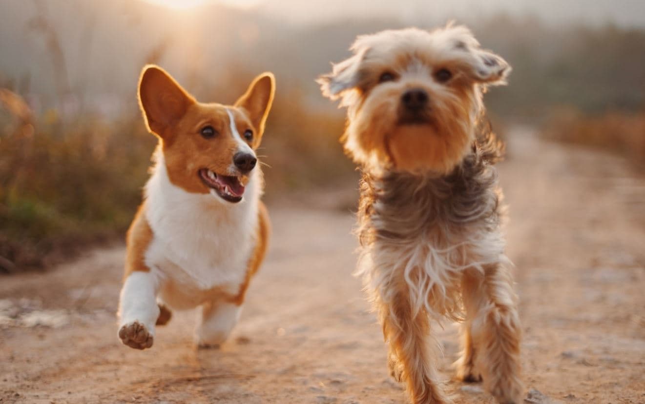 Two running 2 puppies running on the road