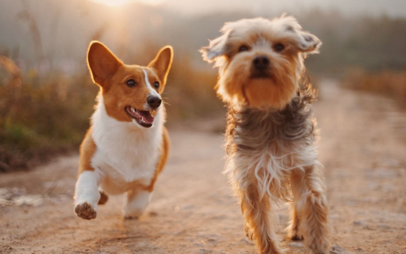 2 puppies running on the road