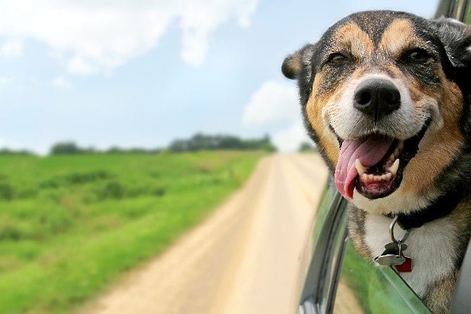 Dog car Dog sticking his face from the car