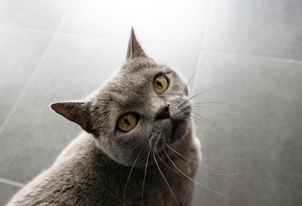 Cat look up Cat looks up the camera