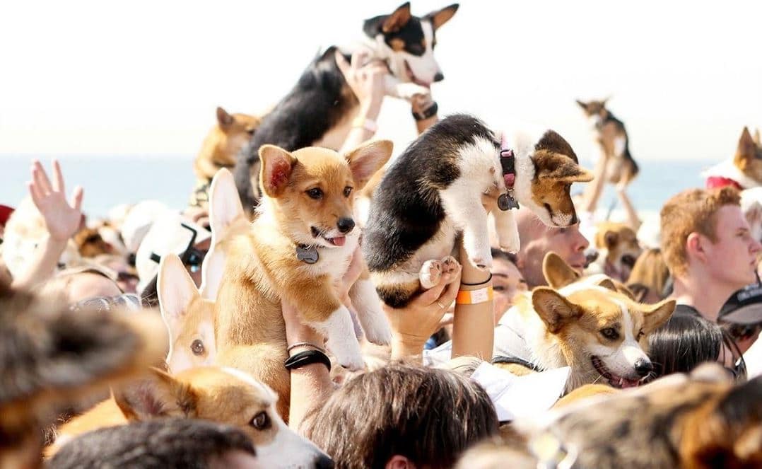 Corgchella party Corgi Beach Day in Los Angeles