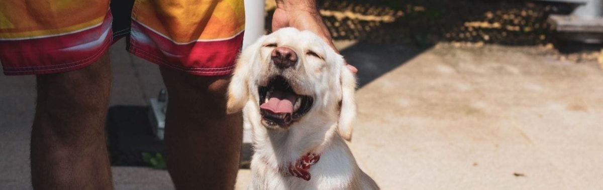 Insurance covers Dog showing a funny face expression