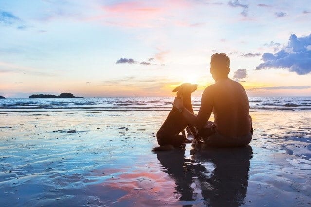 Dog at beach Dog and its parent stay at a beach