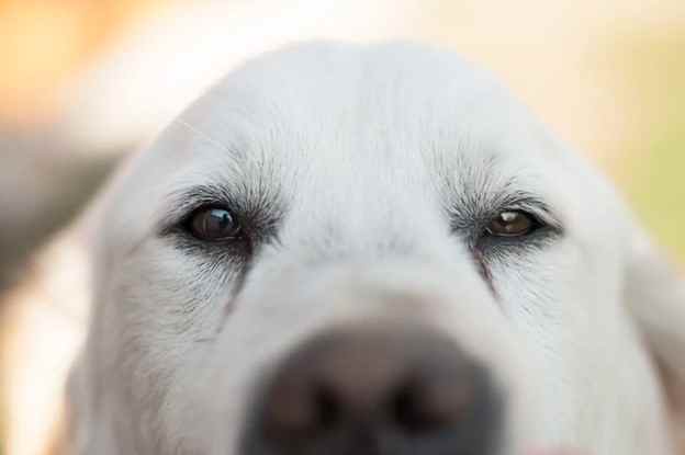 Dog close-up White dog face close up
