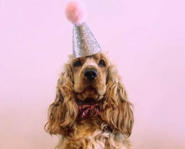 Dog party hat Dog wearing a party hat