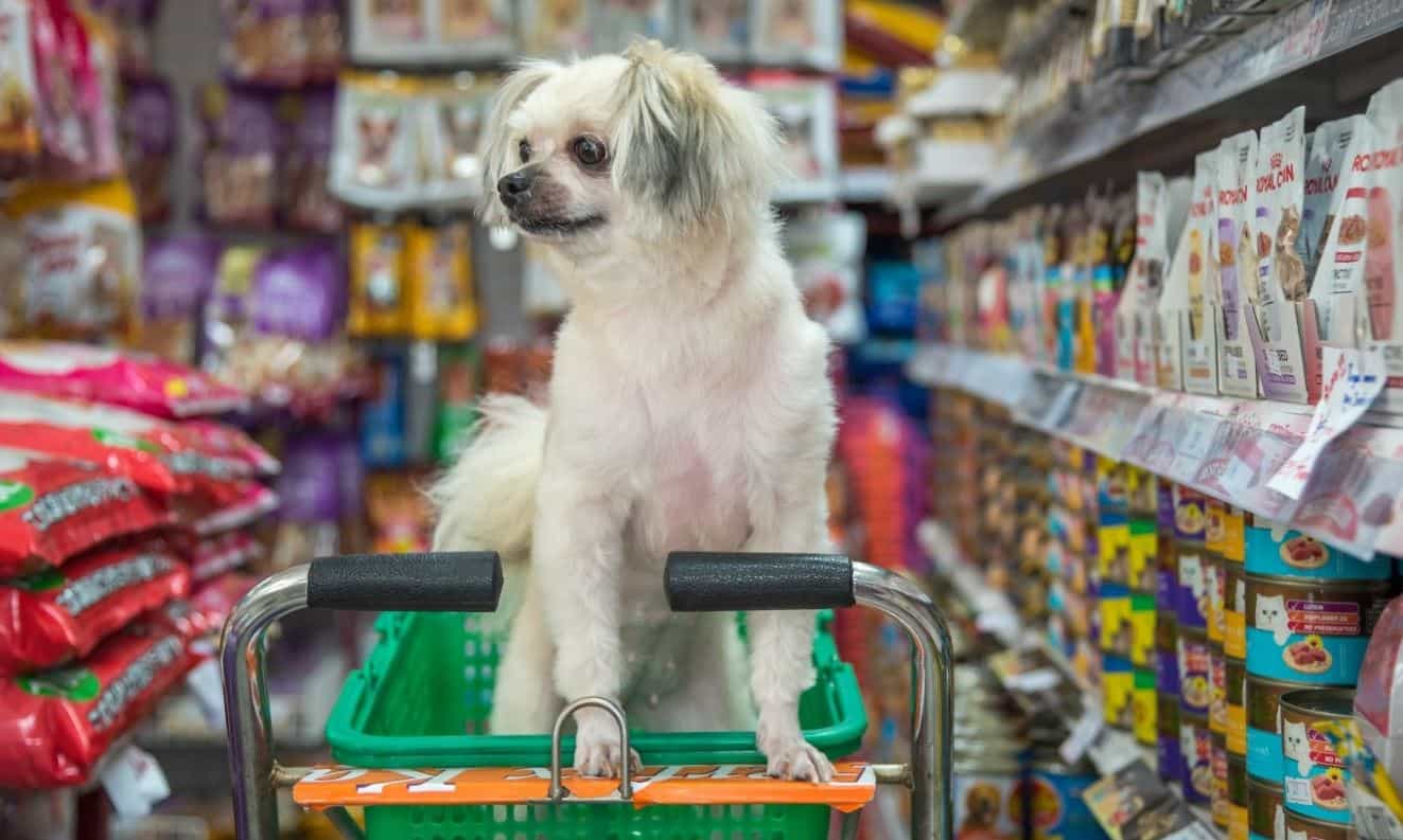 Dog shopping Dog sitting in a shopping cart