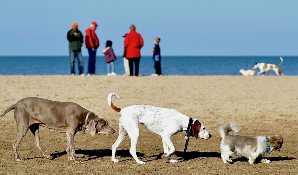 Dogs in line Dogs in line at beach