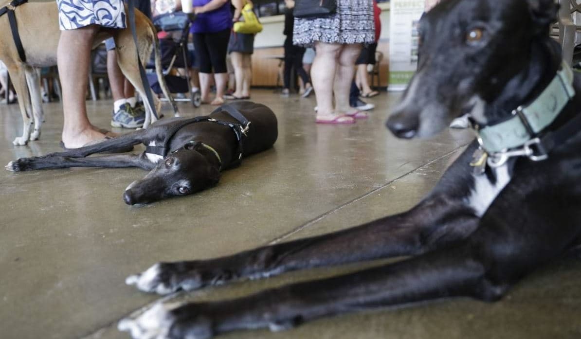 Greyhounds floor 385 Greyhounds lined up to race