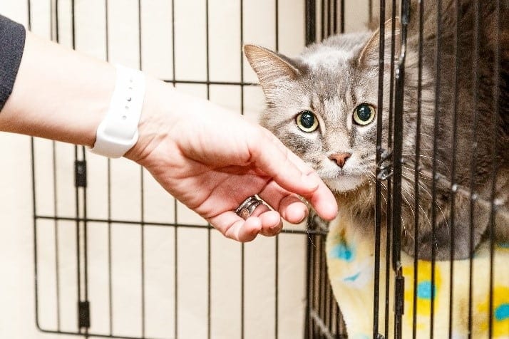 Cat at shelter Woman pets a cat at a shelter