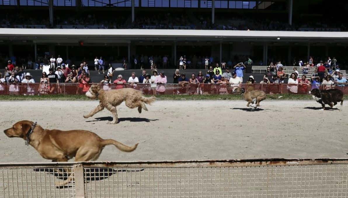 Mutt race Pups of all breeds gathered at Derby Lane in St. Petersburg, FL