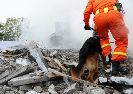 Rescue dog Rescue dog in action