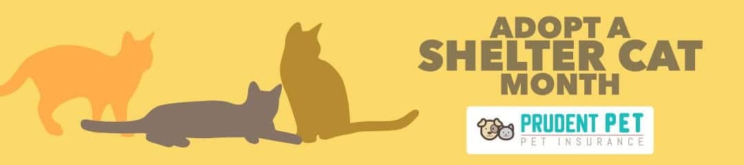 Adopt a Shelter Cat Month Adopt a Shelter Cat Month post from Prudent Pet