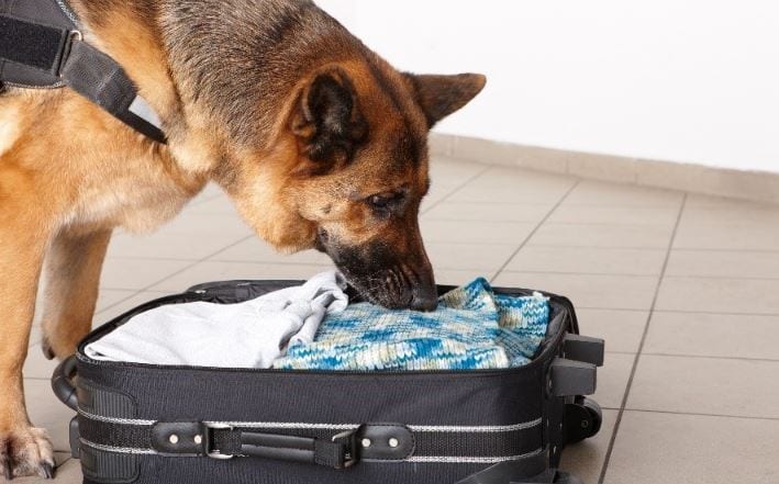 Sniffing dog Sniffing dog checking baggage