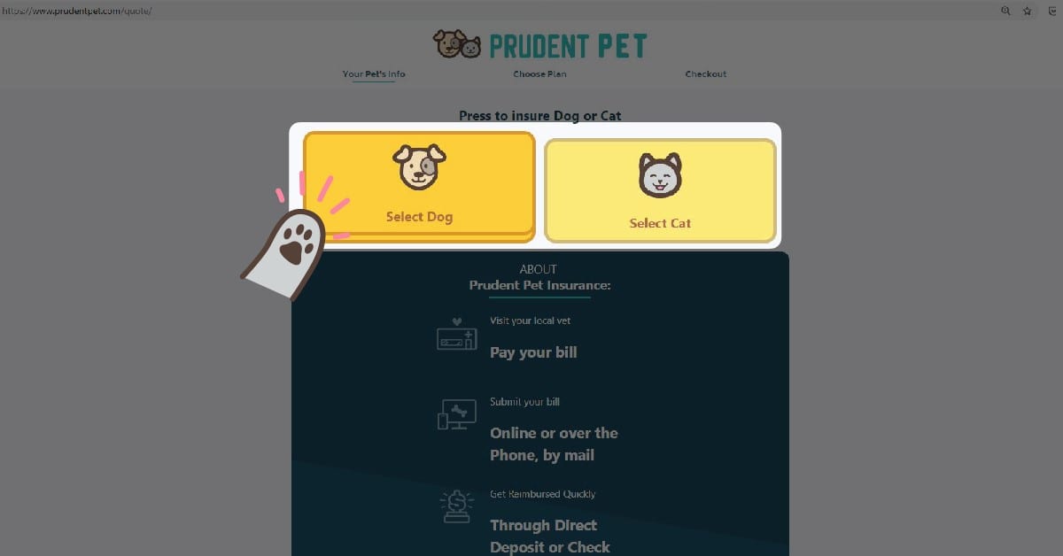 Step 2 How to get a pet insurance: Step 2