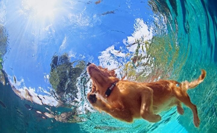 Swimming dog Dog swimming a pool