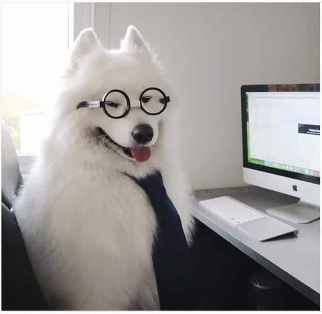 Business dog White business dog at work