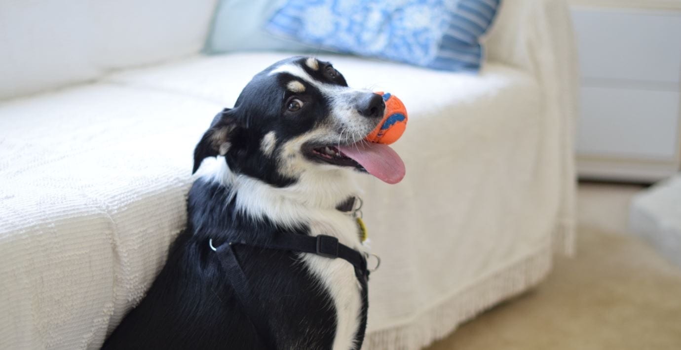 Dog toy Dog holding a toy ball