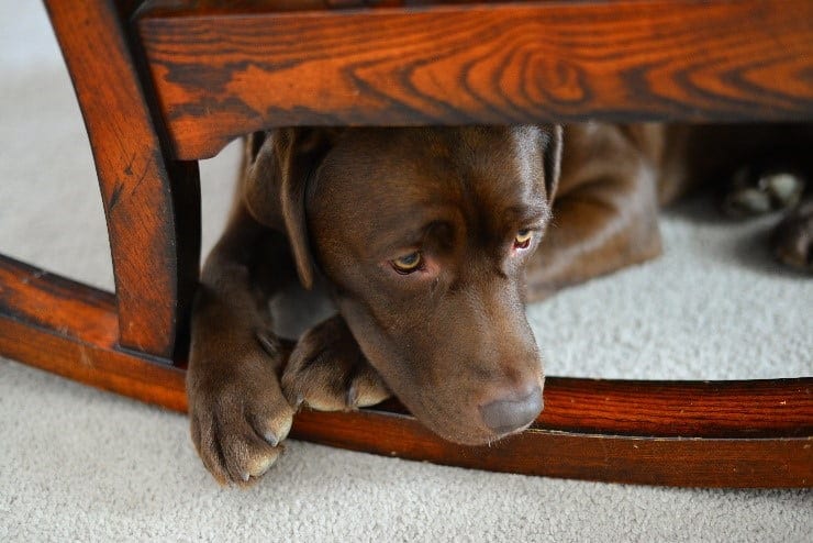 Scared dog Scared dog hides under a chair