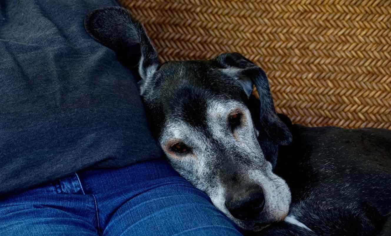Calm dog Old dog leaning on his parent