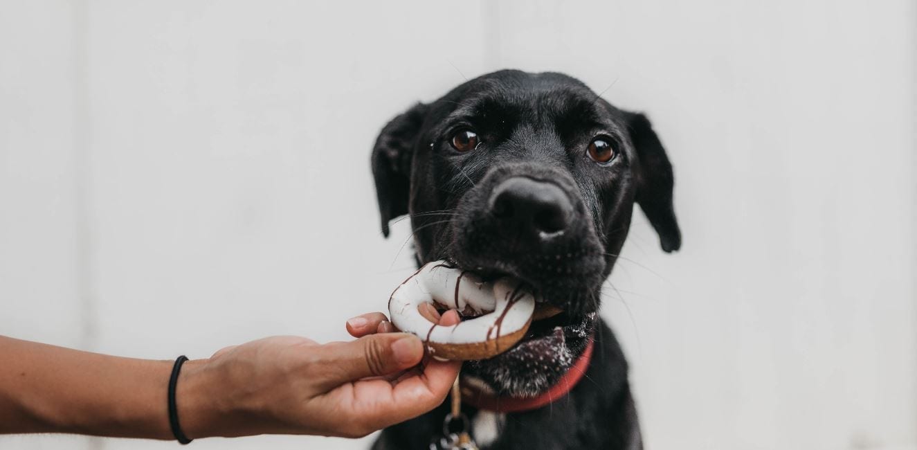Dog eating Dog eating a donuts