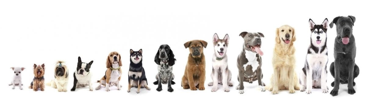 how to figure out your mutts breed
