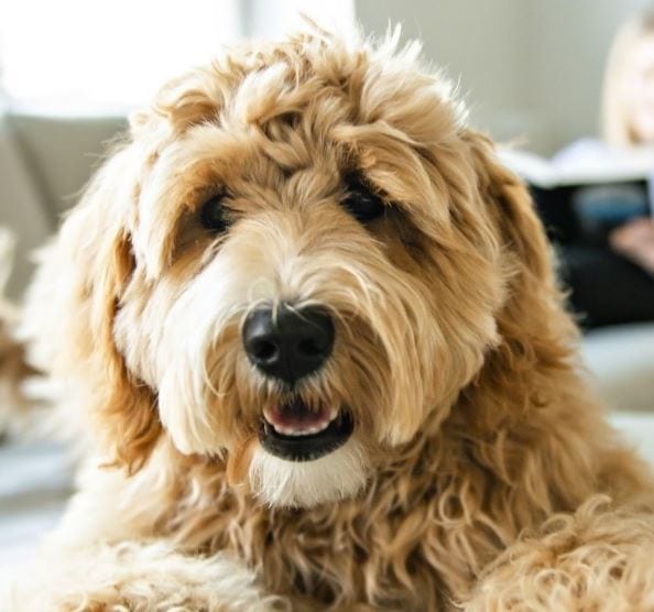 Crossbreeds dog Crossbreeds dog closeup