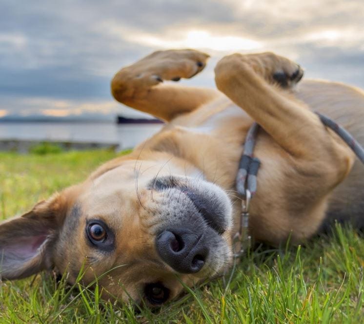 Mutt lying Mutt dog lying on grass
