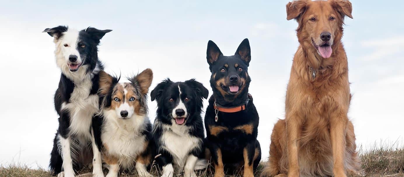 mutt dog meaning mutt dog meaning