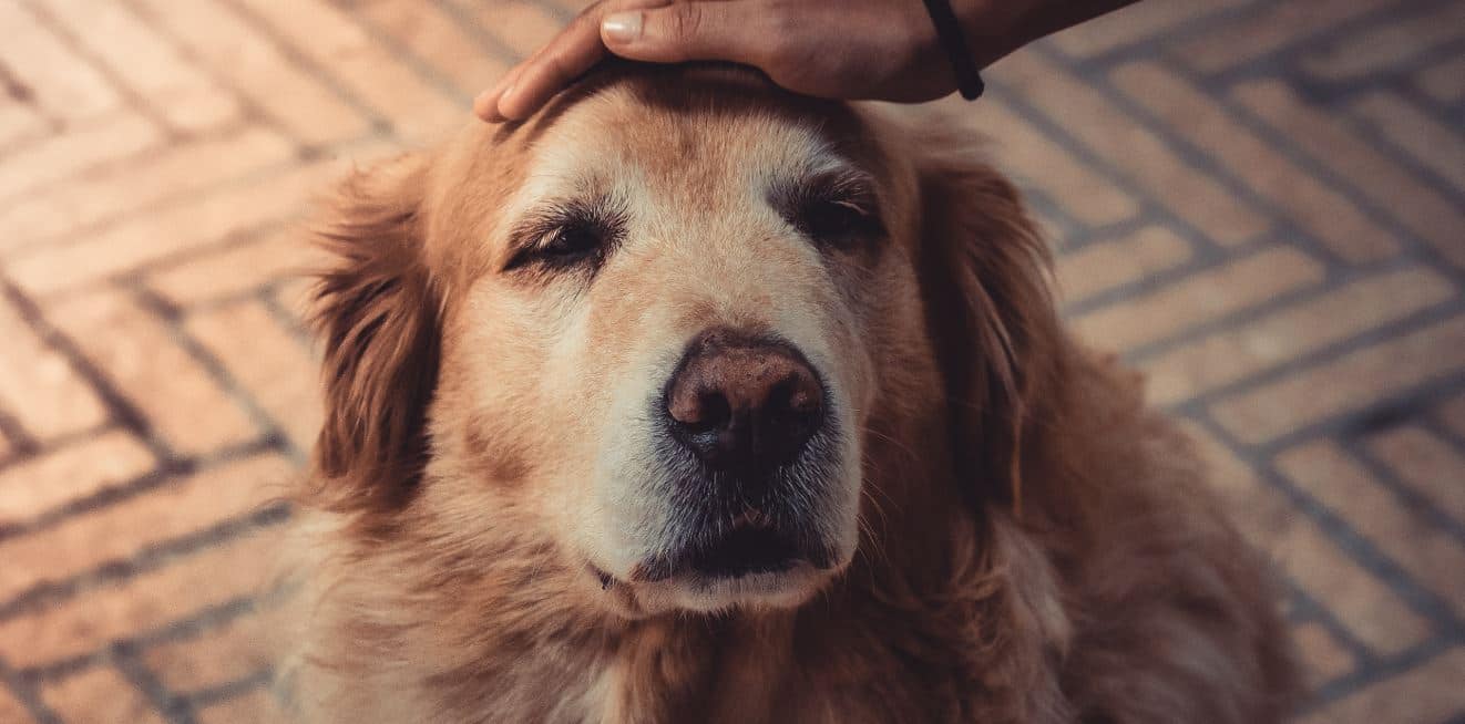 Old dog close up Petting old dog to calm down