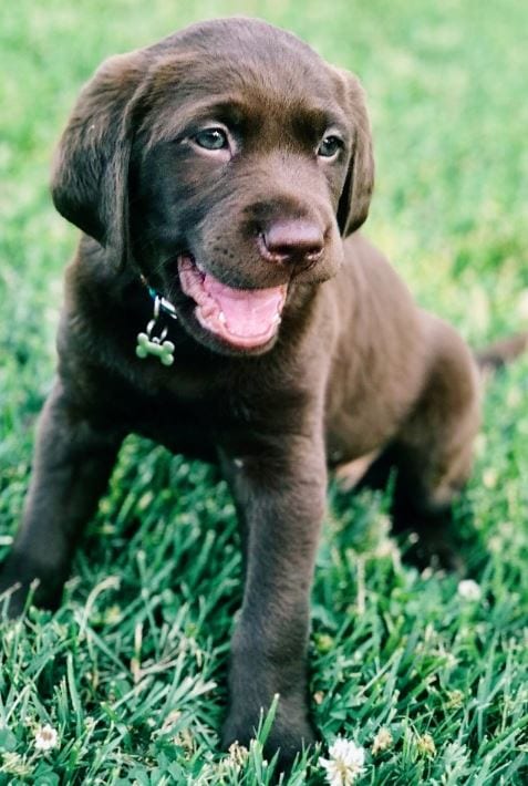 Puppy grass Puppy playing on grass