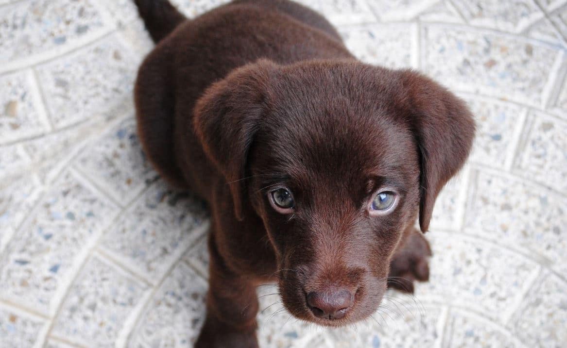 Puppy lookup Puppy looking up the camera