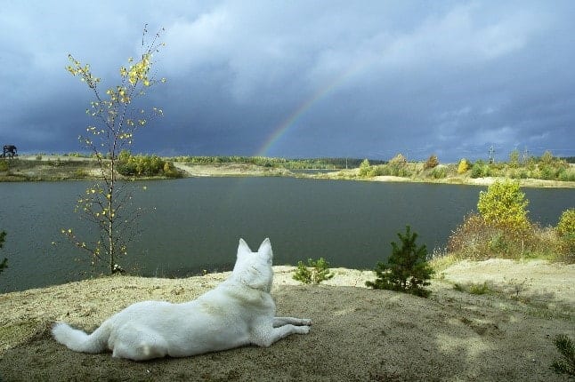 Rainbow and dog Dog looking at rainbow over the lake