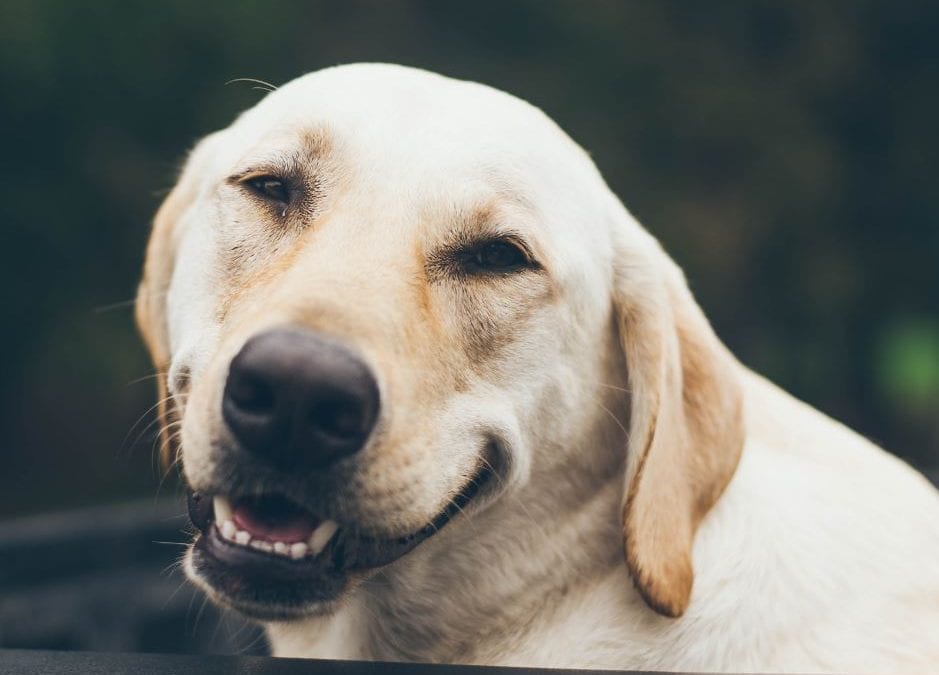 Debunking Myths about Senior Pets