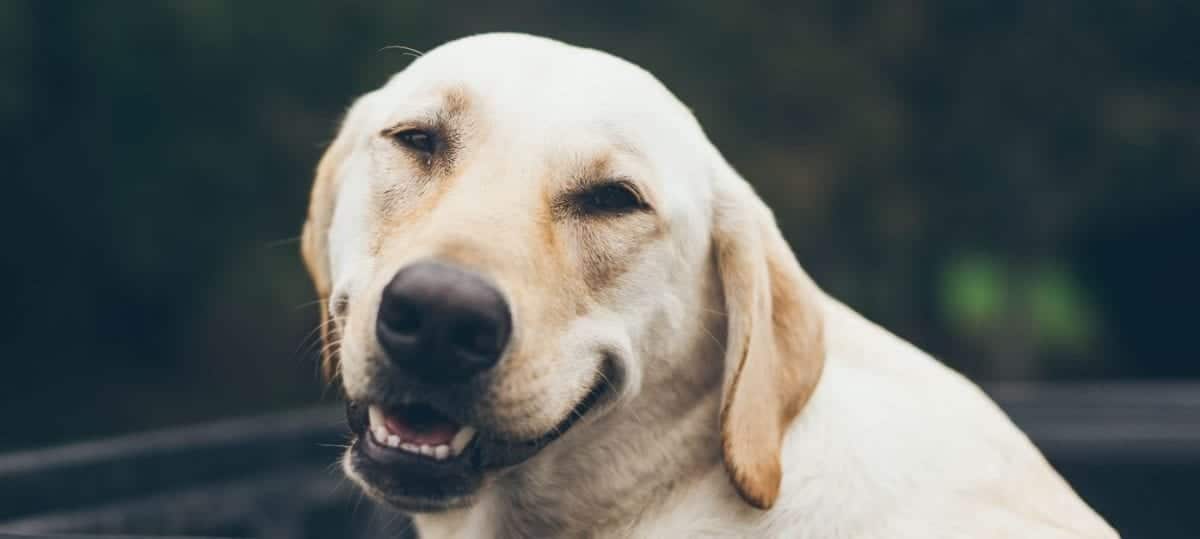 Senior dog close up Senior dog close up at park