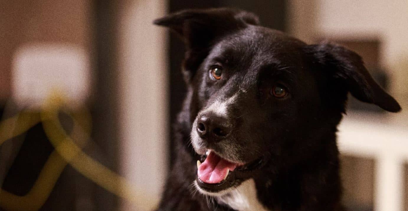 Black dog Black dog closeup