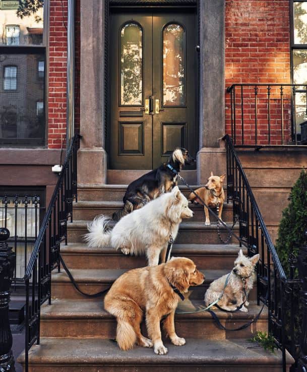 Dogs stairs Kinds of dogs sit at stairs