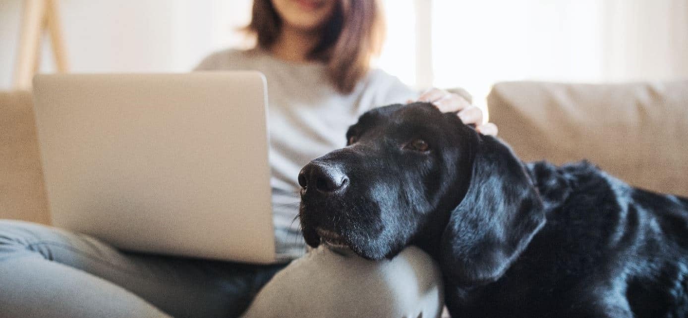 Browsing insurance Woman browsing insurance options with dog