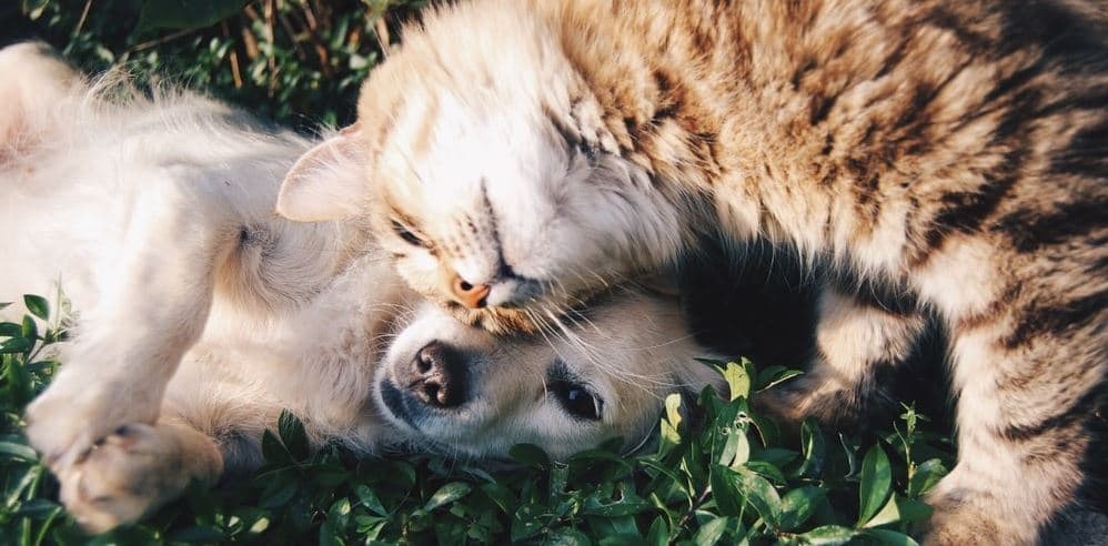 Cat dog hanging Cat and dog hanging on grass