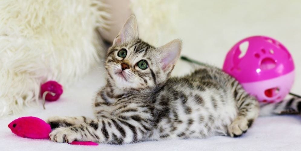 Cat play Kitty plays kitty toys
