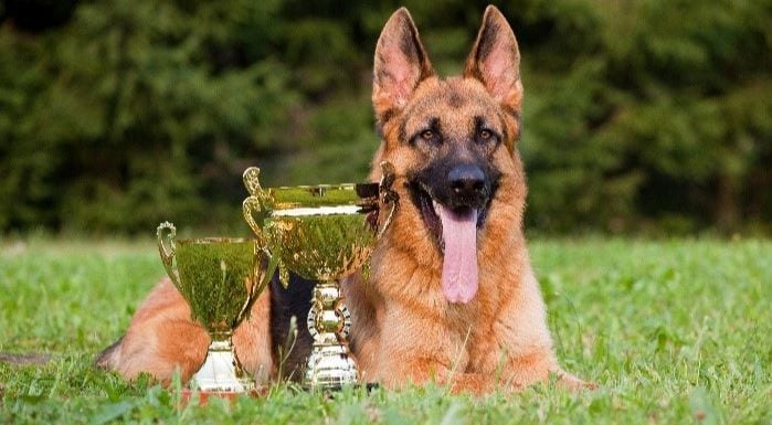 Awarded dog Awarded military dog