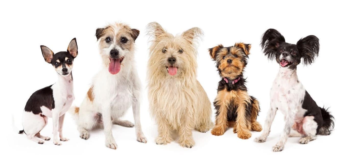 Different breeds Different breeds in white background